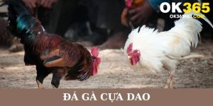 đá gà cựa dao