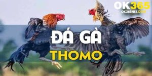 đá gà thomo