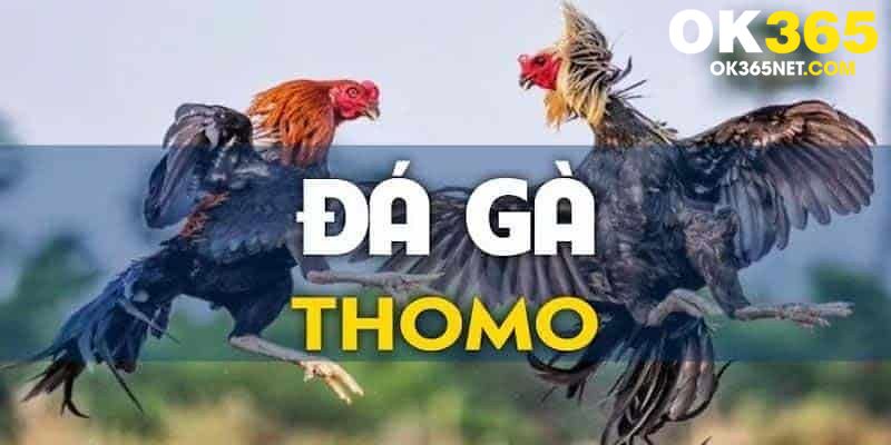 đá gà thomo