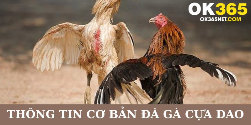 Điểm qua các thông tin cần nắm về đá gà cựa dao