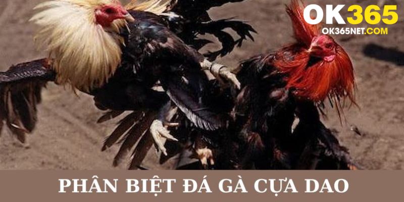 Phân biệt giữa đá gà truyền thống và cựa dao